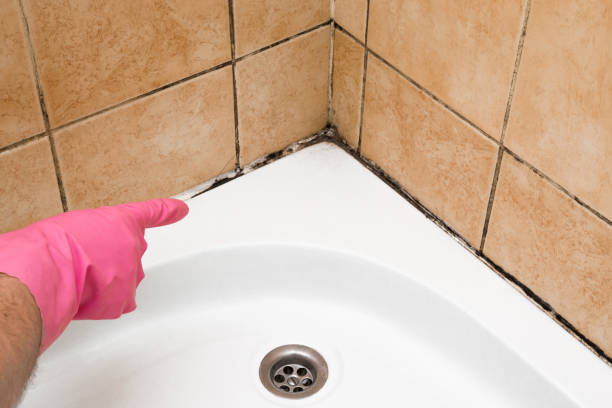 Best Crawl Space Mold Remediation in Timmonsville, SC